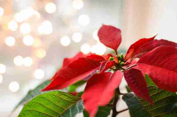 Festive Christmas Decoration Ideas